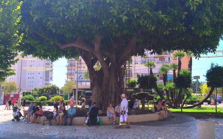 El PSOE pide al gobierno que acuda a una empresa forestal para destruir los pinos afectados por el ‘tomicus’ en Benidorm  